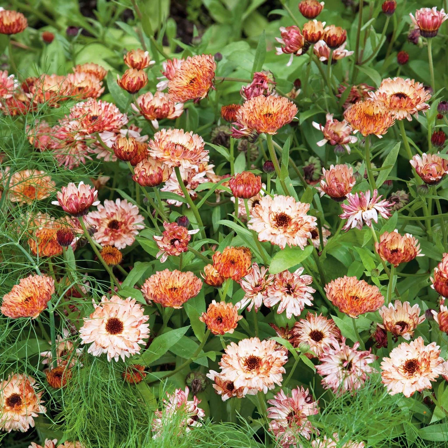 Calendula Seeds - Sunset Mix