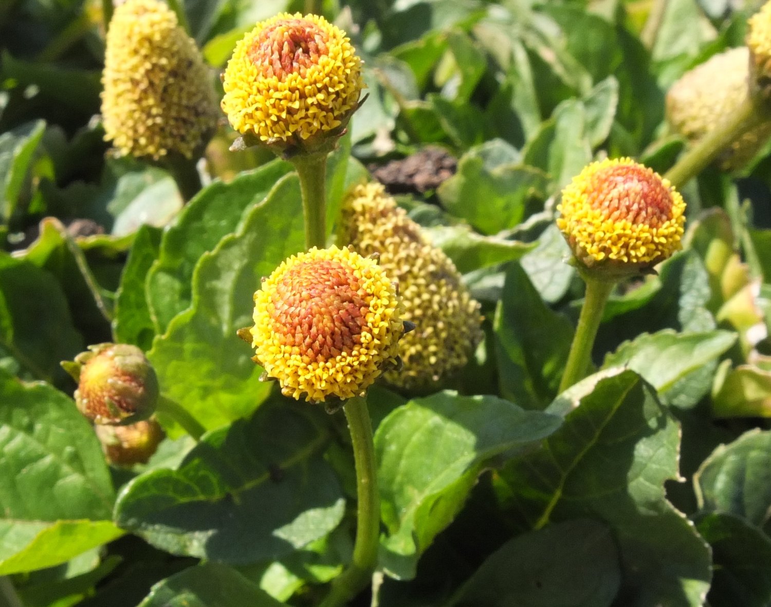 Spilanthes -  Lemon Drop