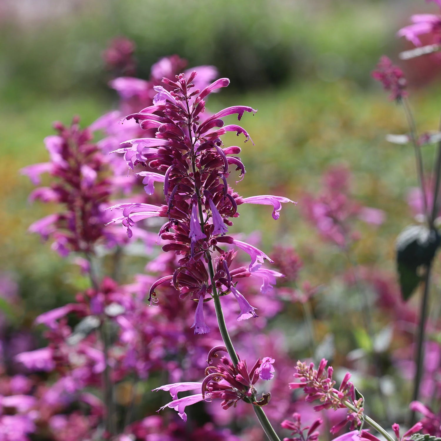 Agastache Heather Queen