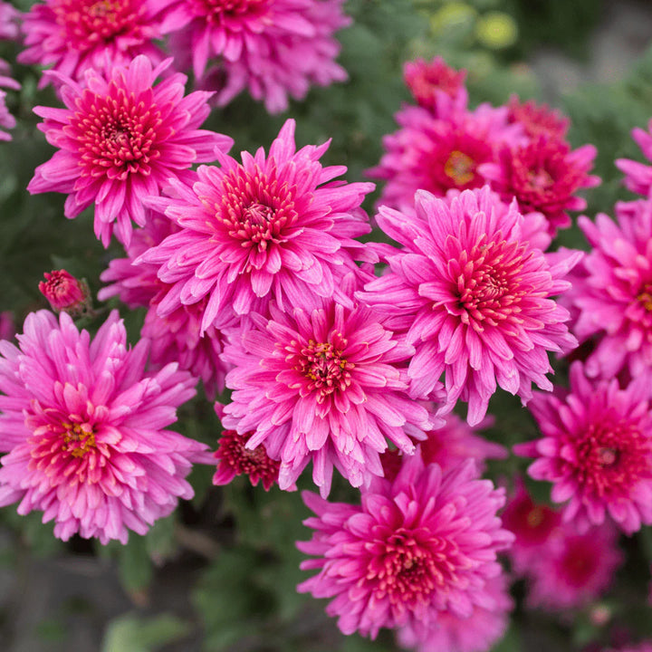 Light Pink Green Chrysanthemum Flower Seeds for Planting, NON GMO Seeds