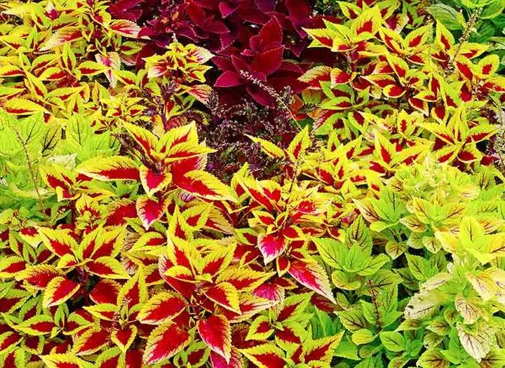 Heirloom Non-GMO Yellow Red Coleus Plant Seeds for Planting – Vibrant Foliage for Shaded Garden Borders Dhara Seeds