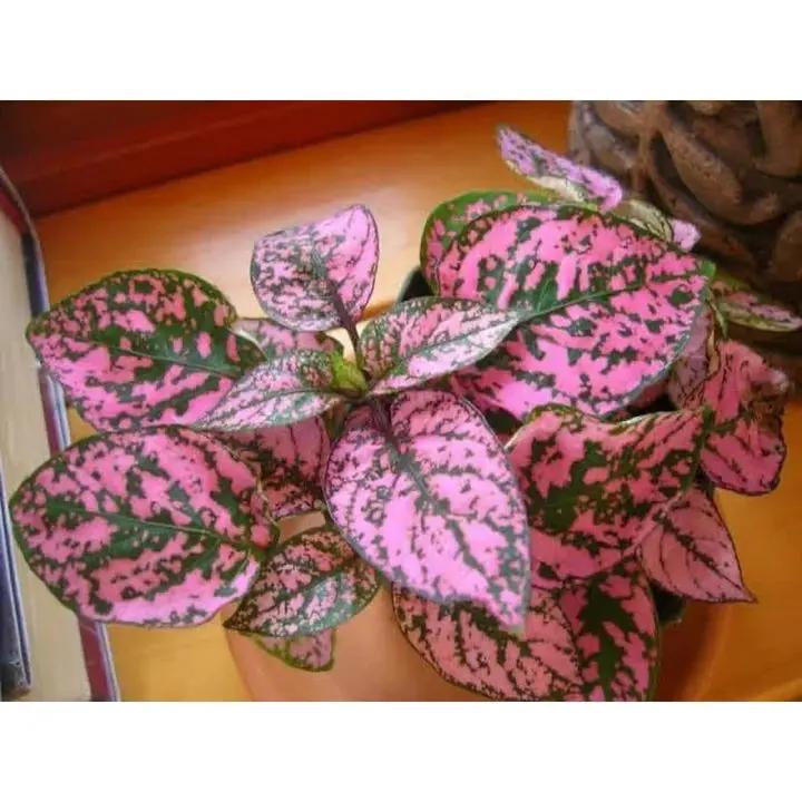Hypoestes Polka Plant Seeds Pink for Planting 100 Dhara Seeds