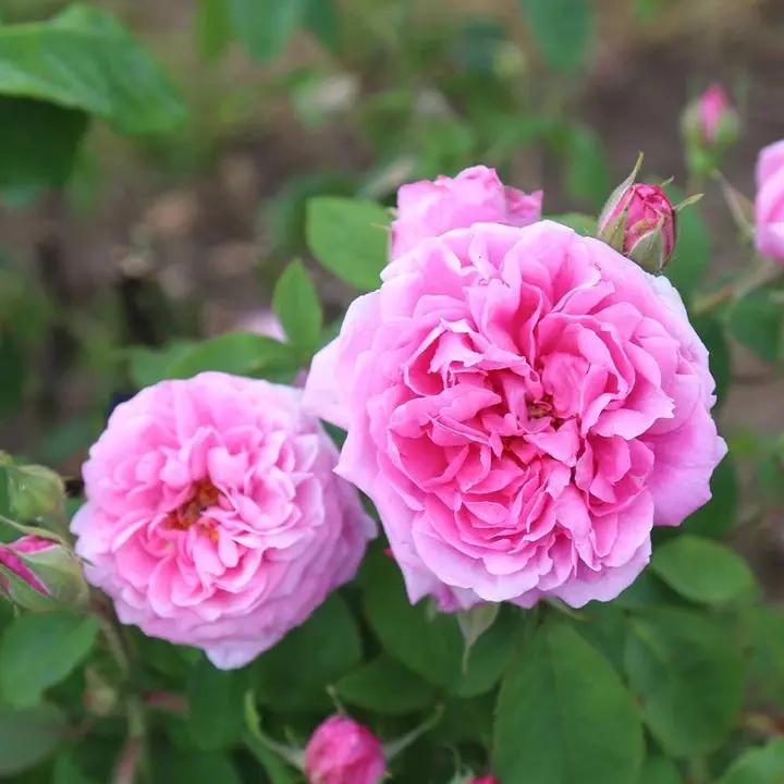 Heirloom Damask Rose Plant Seeds for Planting Non-GMO Garden Seeds Beautiful Flower Seeds for Growing Dhara Seeds