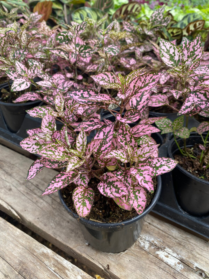 Pink Hypoestes Plant Seeds for Planting - 100
