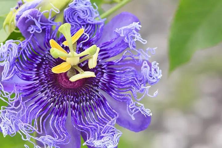 Purple Passiflora Incarnata Flower Seeds for Planting - Heirloom & Non-GMO Garden Seeds Dhara Seeds