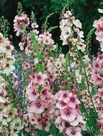 Cream Verbascum Flower Seeds for Planting - NON GMO Seeds Dhara Seeds