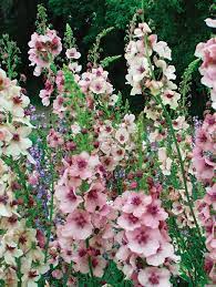 Cream Verbascum Flower Seeds for Planting - NON GMO Seeds Dhara Seeds