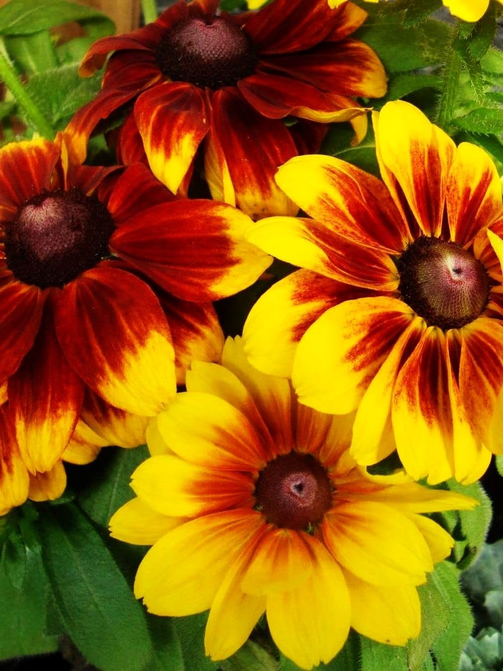 Dynamic Duo - Echinacea & Black Eyed Susan Mix