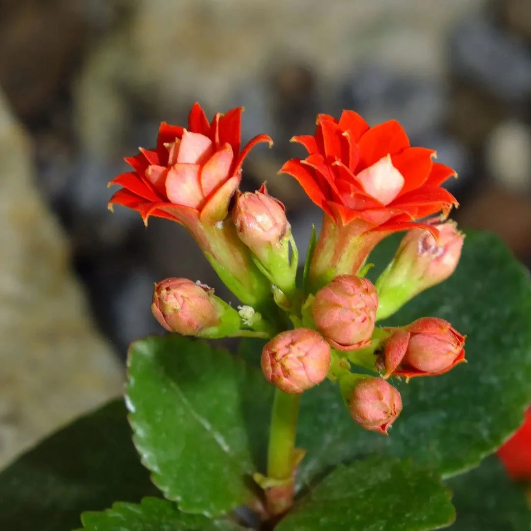 Organic Kalanchoe Plant Seeds for Planting – Heirloom, Non-GMO