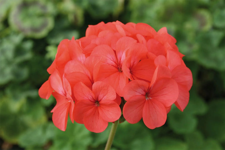 Pale Pink Pelargonium Hortorum Flower Seeds for Planting - NON GMO Seeds
