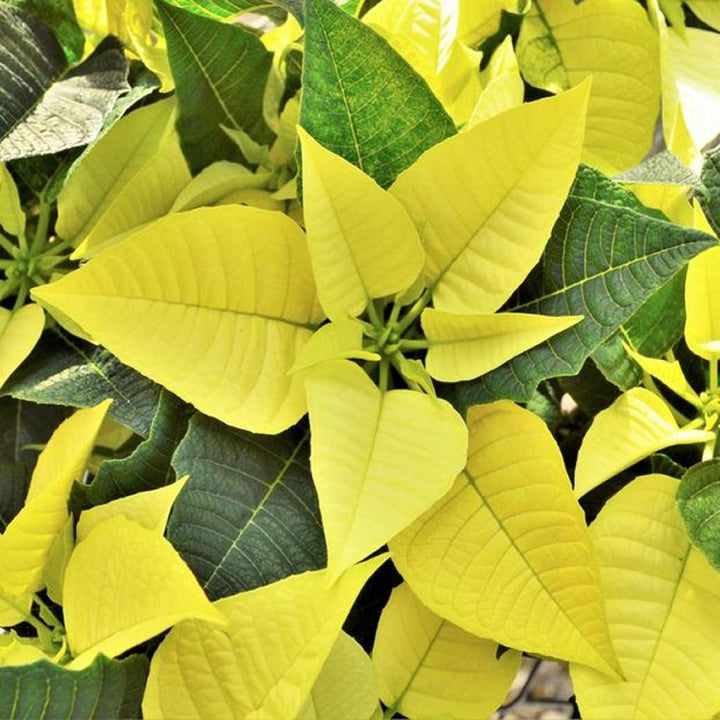 Heirloom Non-GMO Light Yellow Poinsettia Flower Seeds for Planting – Unique Festive Blooming Seeds