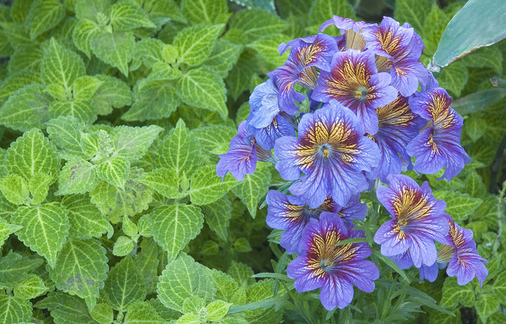 Purple Salpiglossis Flower Seeds for Planting - 100