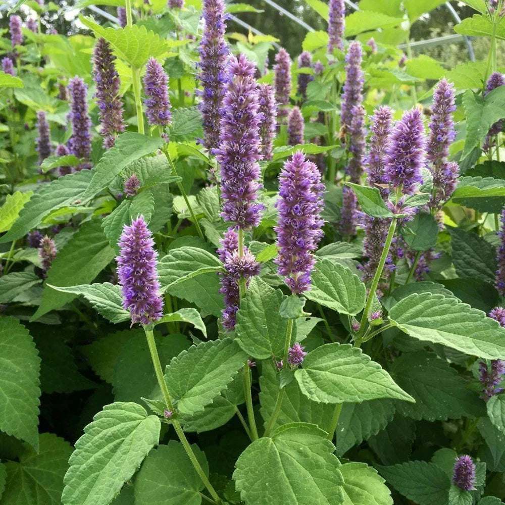 Agastache Korean Zest Organic Seeds