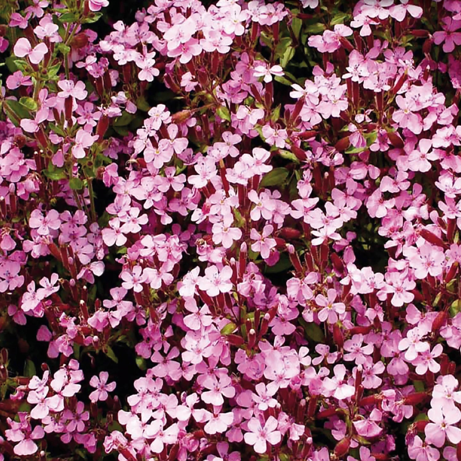 Bulk Soapwort Seeds - Rock Soapwort