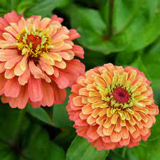 Lime Orange Zinnia Flower Seeds for Planting – Bright, Vibrant Blooms, Non-GMO, Heirloom Seeds