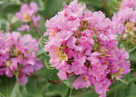 Pink Crape Myrtle Seeds for Planting - NON GMO Seeds Dhara Seeds