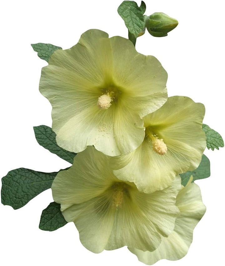Futaba Alcea Rosea Pink and Yellow Flower Seeds for Planting Non-GMO Heirloom Garden Seeds