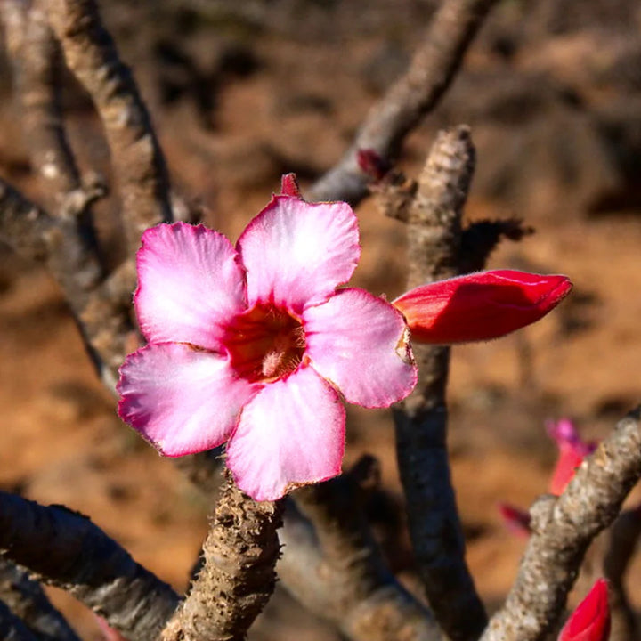 Adenium Flower Seeds for Planting - 100