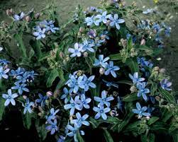 Rare Tweedia Flower Seeds for Planting - 100