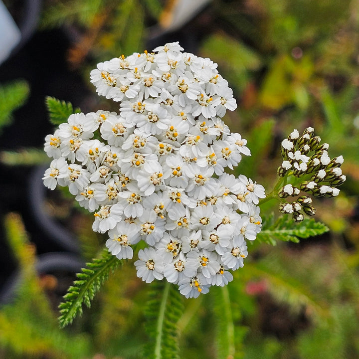 Achillea White Flower Seeds for Planting – Organic, Heirloom, Non-GMO Seeds