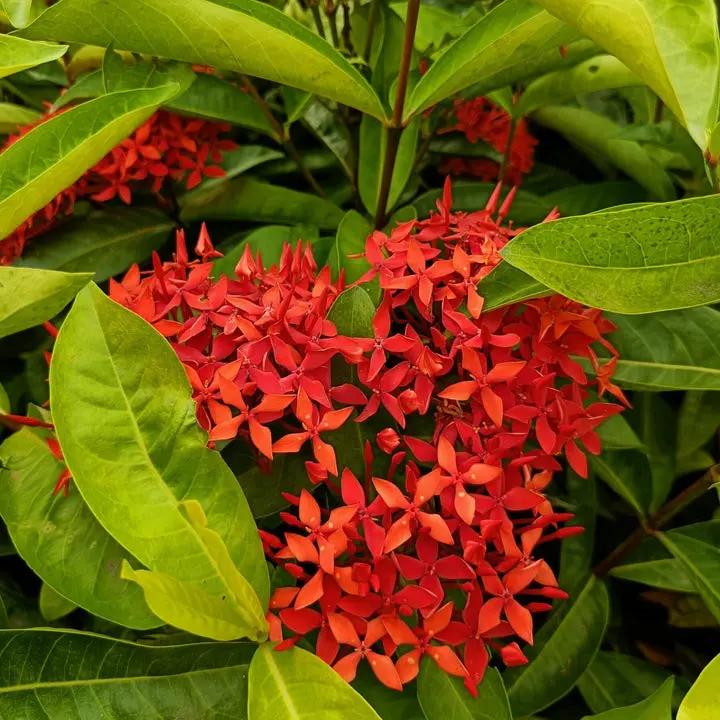 Coccinea Flower Seeds for Planting - NON GMO Seeds Dhara Seeds