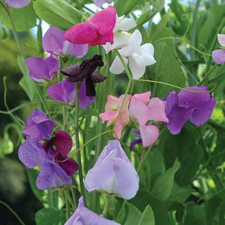 Heirloom Non-GMO Sweet Peas Flower Seeds | Fragrant Climbing Vine Seeds for Garden Trellises