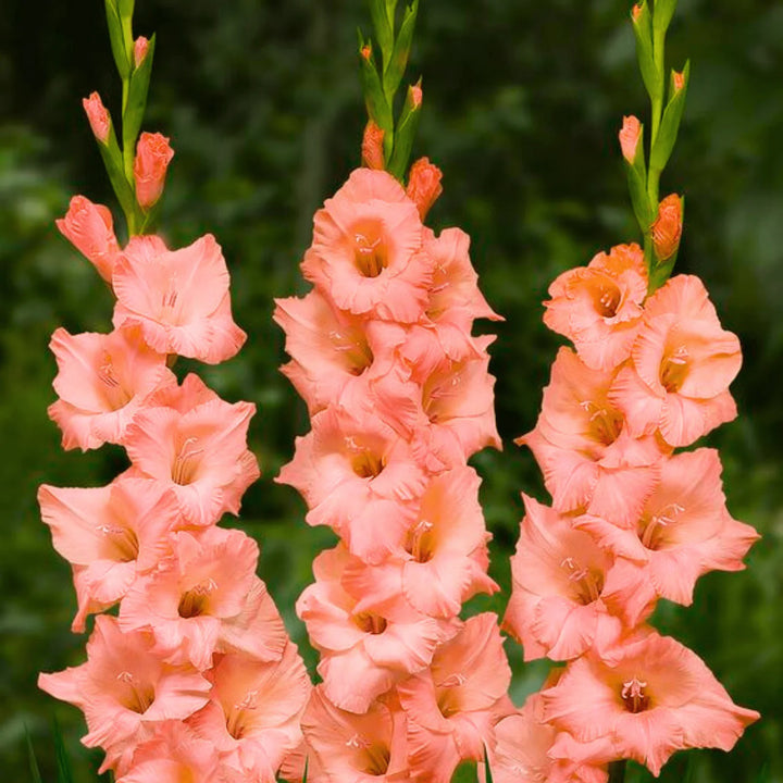 Pink Gladiolus Hybridus Flower Seeds for Planting - 100