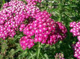 Heirloom Pink Achillea Yarrow Flower Seeds for Planting, Non-GMO