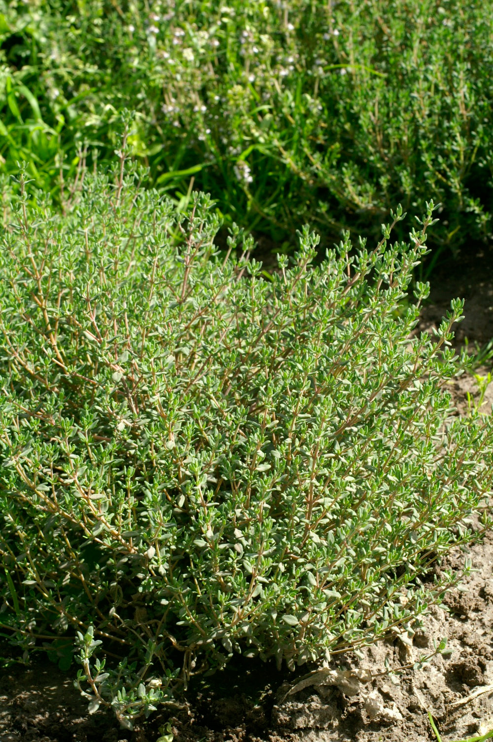 Thyme Seeds - Summer