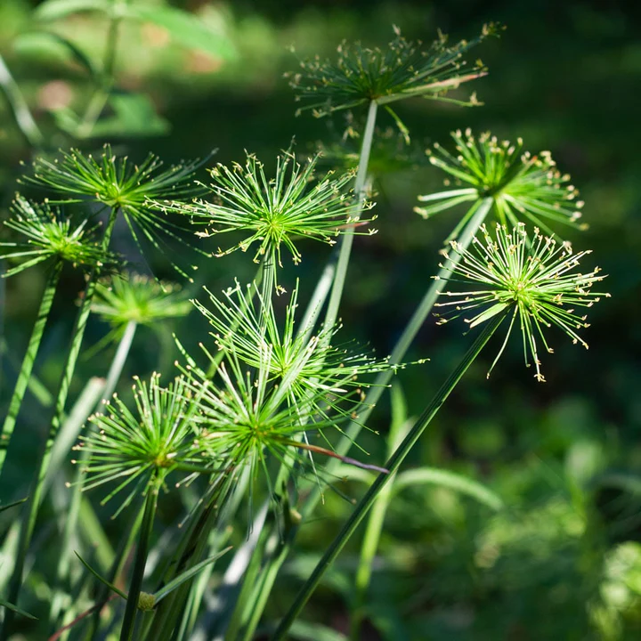 Heirloom Papyrus Plant Seeds for Garden Planting, Non-GMO, Ornamental Water-Loving Foliage