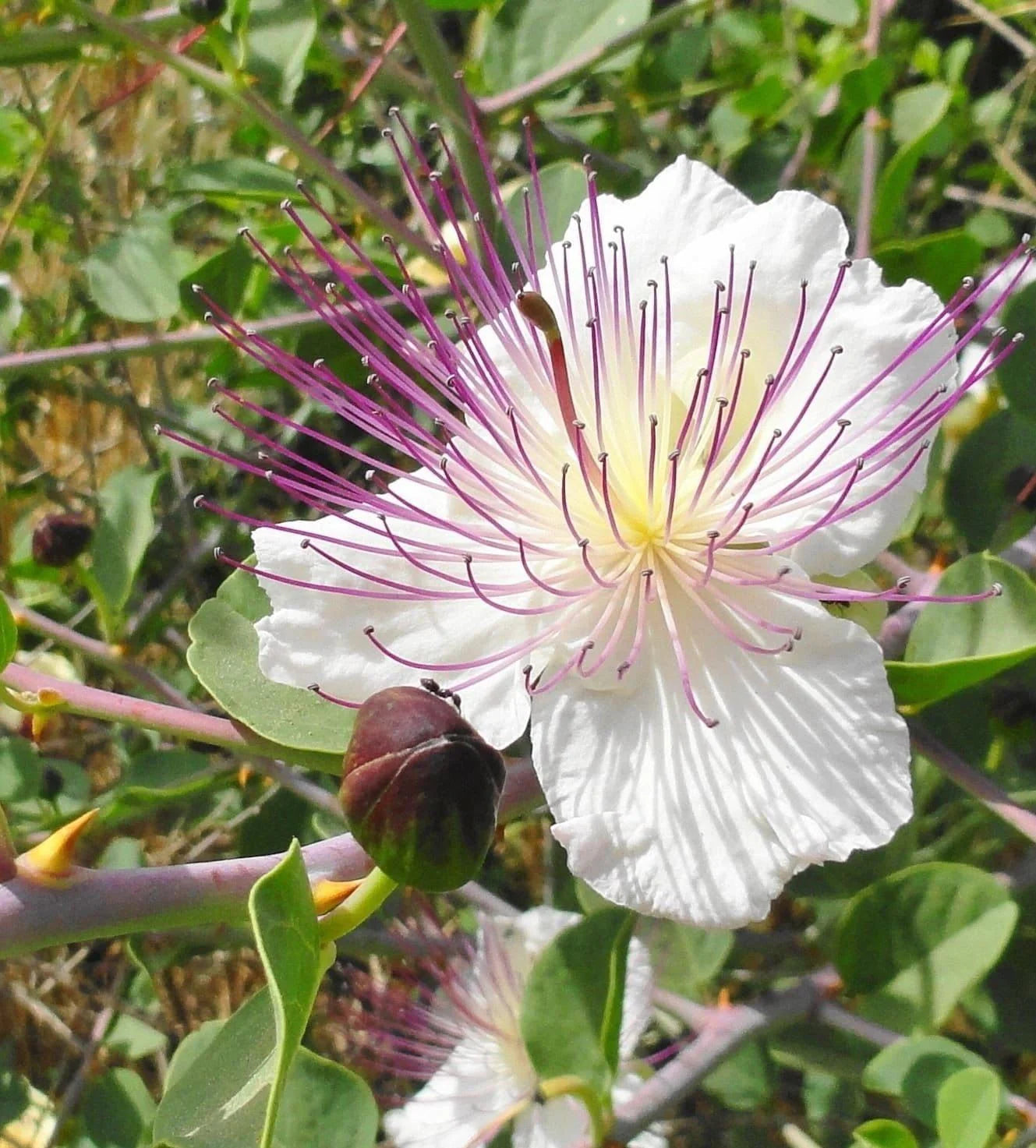 Caper Seeds