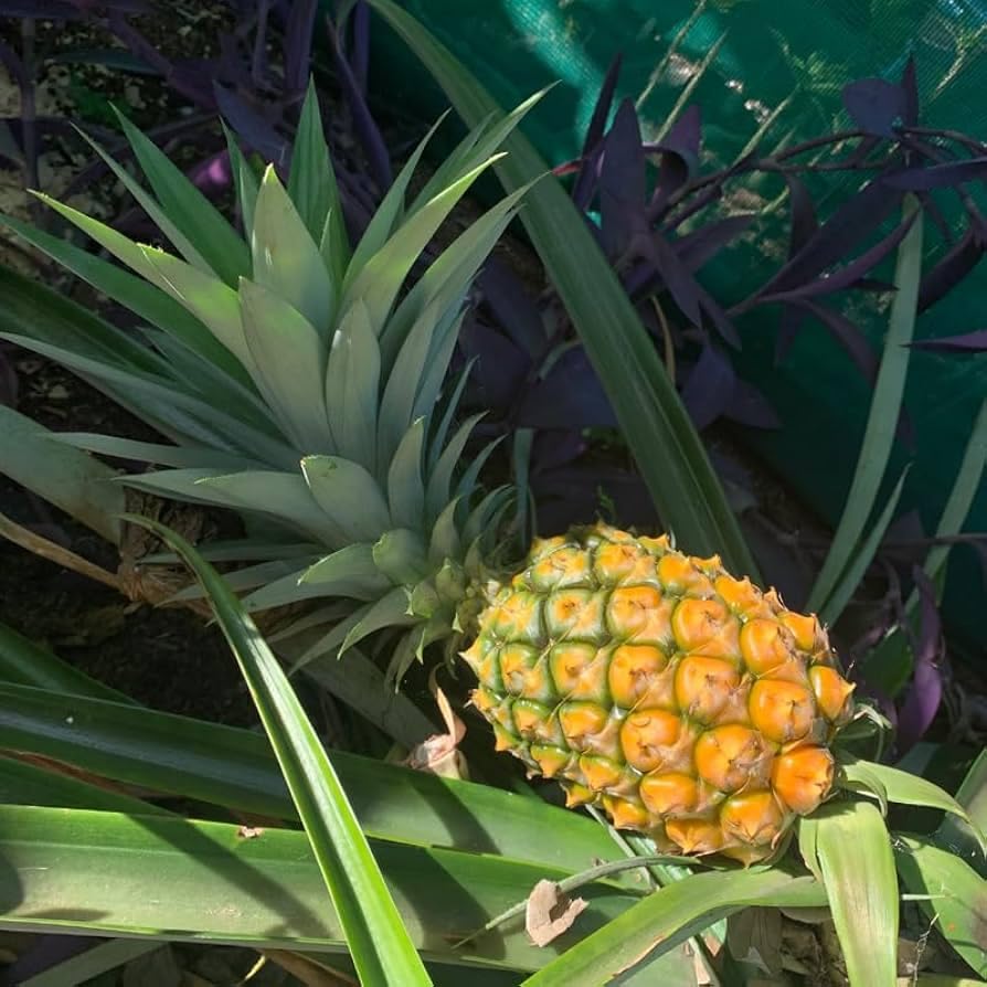 Orange-Green Pineapple Fruit Seeds for Planting - Perfect for Eye-Catching Garden Displays