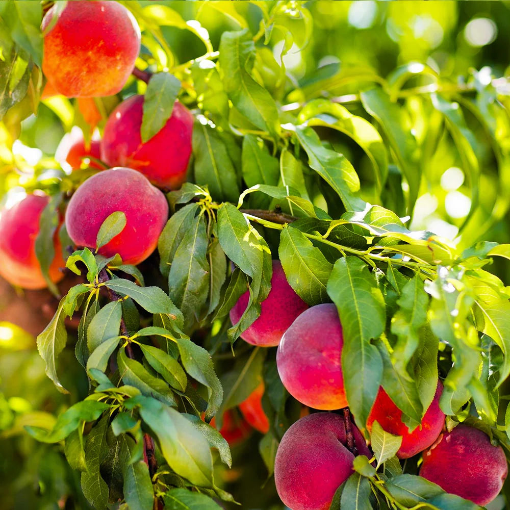 Red Peach Tree Seeds for Planting - Lush and Sweet Orchard Harvests, Heirloom and Non-GMO Seeds for Planting