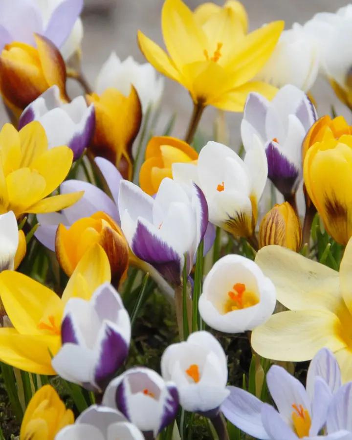 Heirloom Non-GMO Crocus Flower Seeds Mixed Colors for Garden Planting – Vibrant Spring Blooms Dhara Seeds