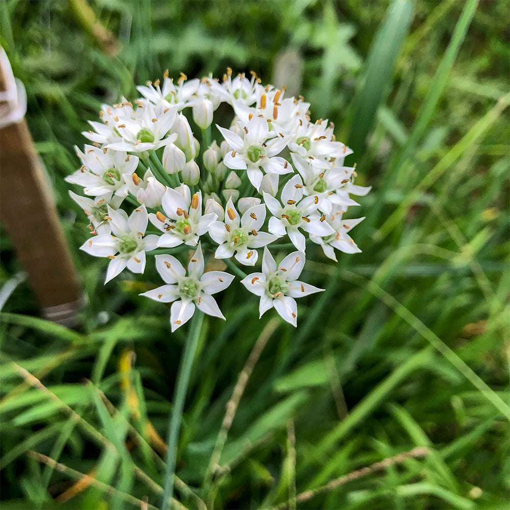 Garlic Chives Seeds