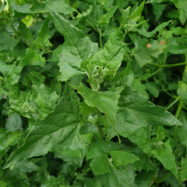 Henry Green Plant Seeds for Planting – Organic, Heirloom, Non-GMO Garden Seeds