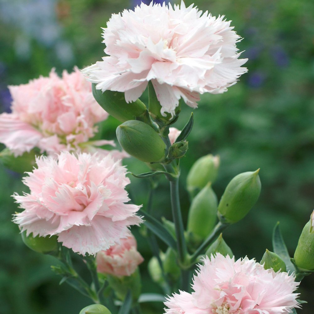 Caryophyllus Light Pink Flower Seeds – Organic, Heirloom, Non-GMO Seeds for Planting