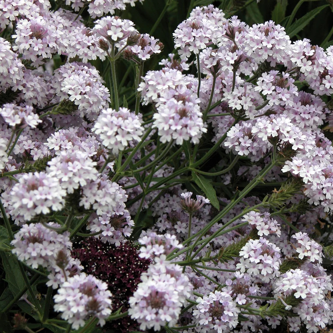 Verbena - Vervain Polaris