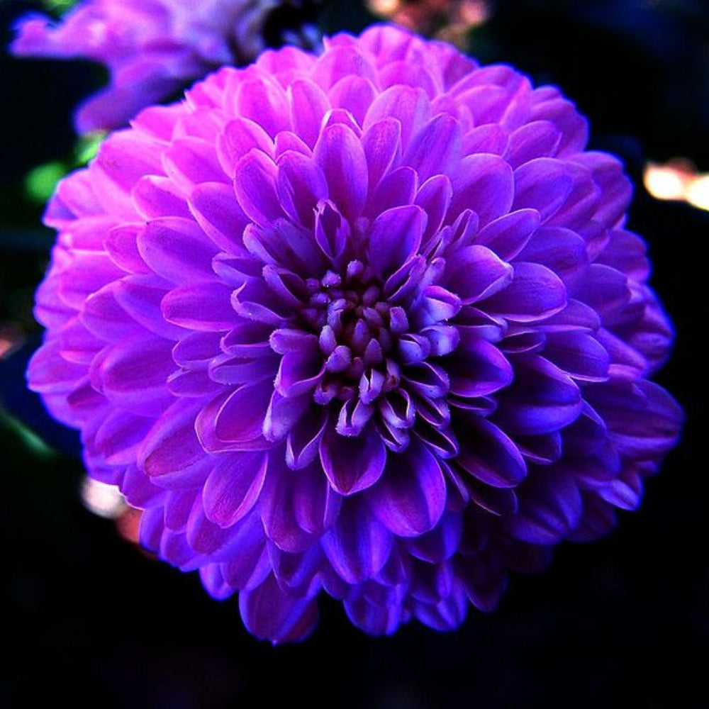 Astrantia Masterwort Purple Seeds – Organic, Heirloom, Non-GMO Flower Seeds