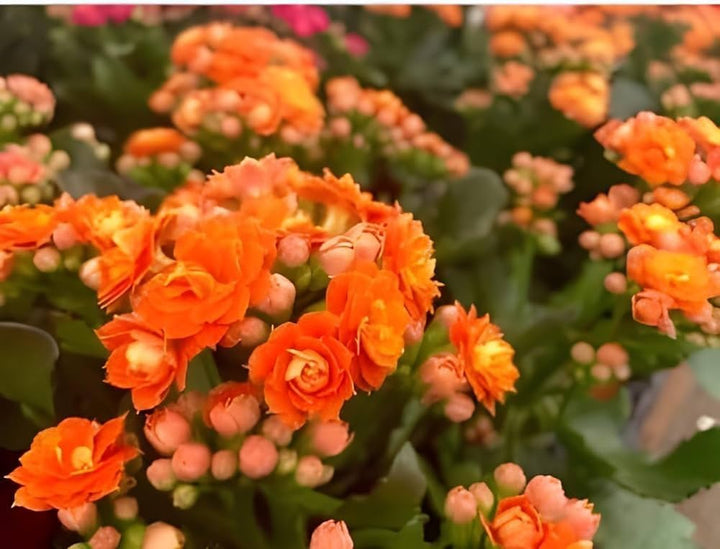 Kalanchoe Red Yellow Seeds for Planting – Organic, Heirloom, Non-GMO Flower Seeds