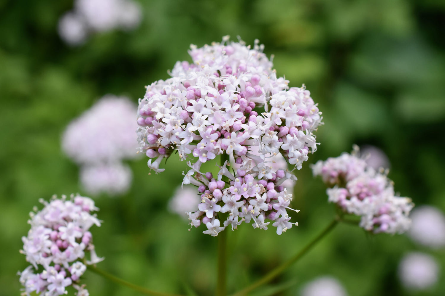 Common Valerian