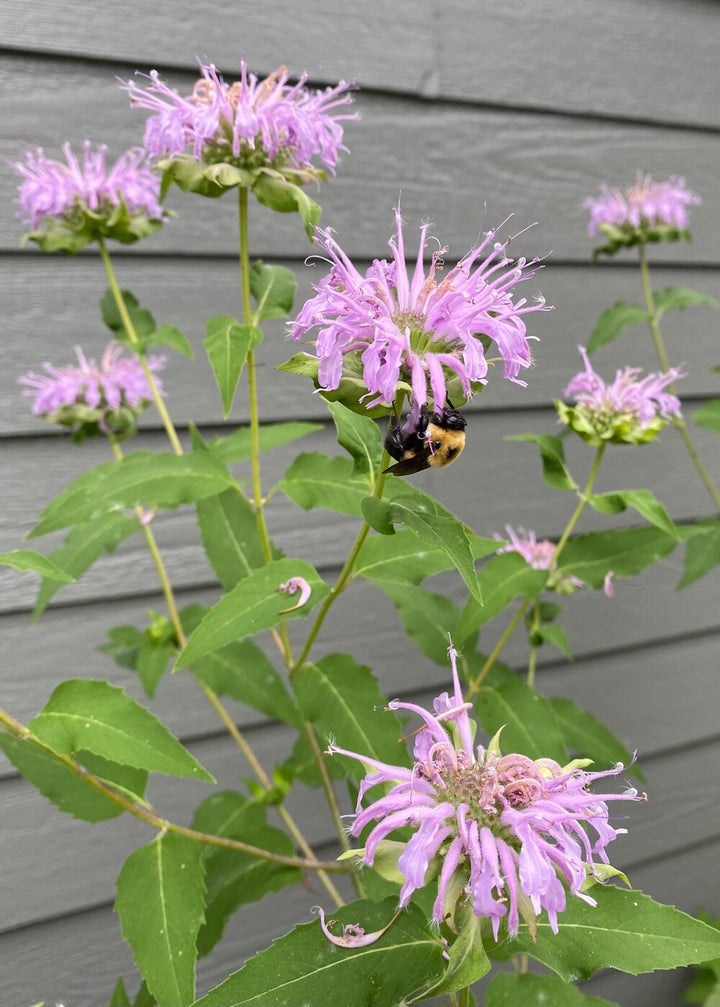 Monarda Fistulosa Purple Seeds – Organic, Heirloom, Non-GMO Flower Seeds for Planting