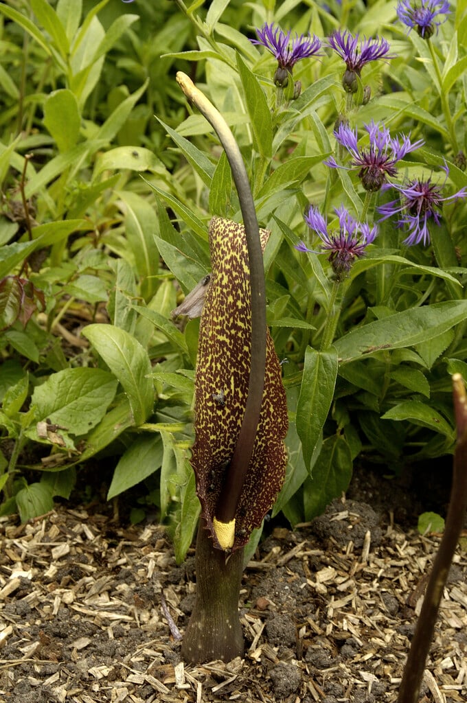 Sauromatum Plant Seeds for Planting, 100