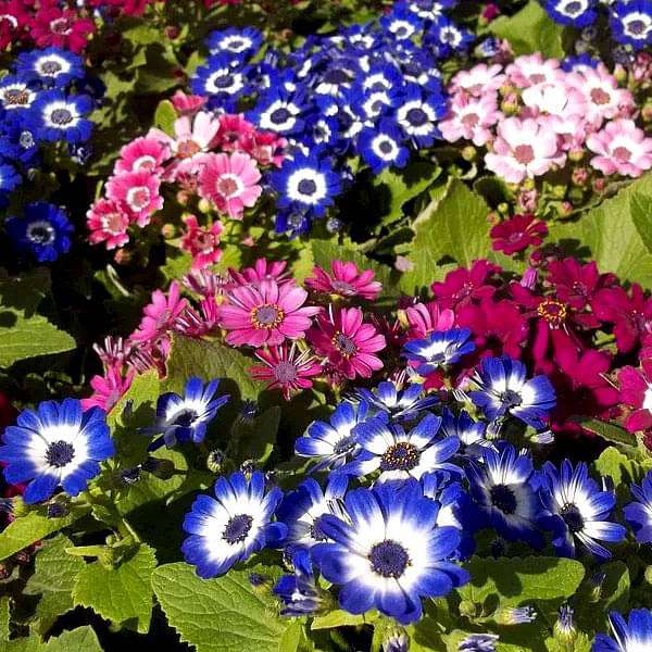 Mixed Color Flower Seeds for Planting - 100