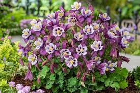 Purple White Aquilegia Seeds – Heirloom, Non-GMO Flower Seeds for Planting