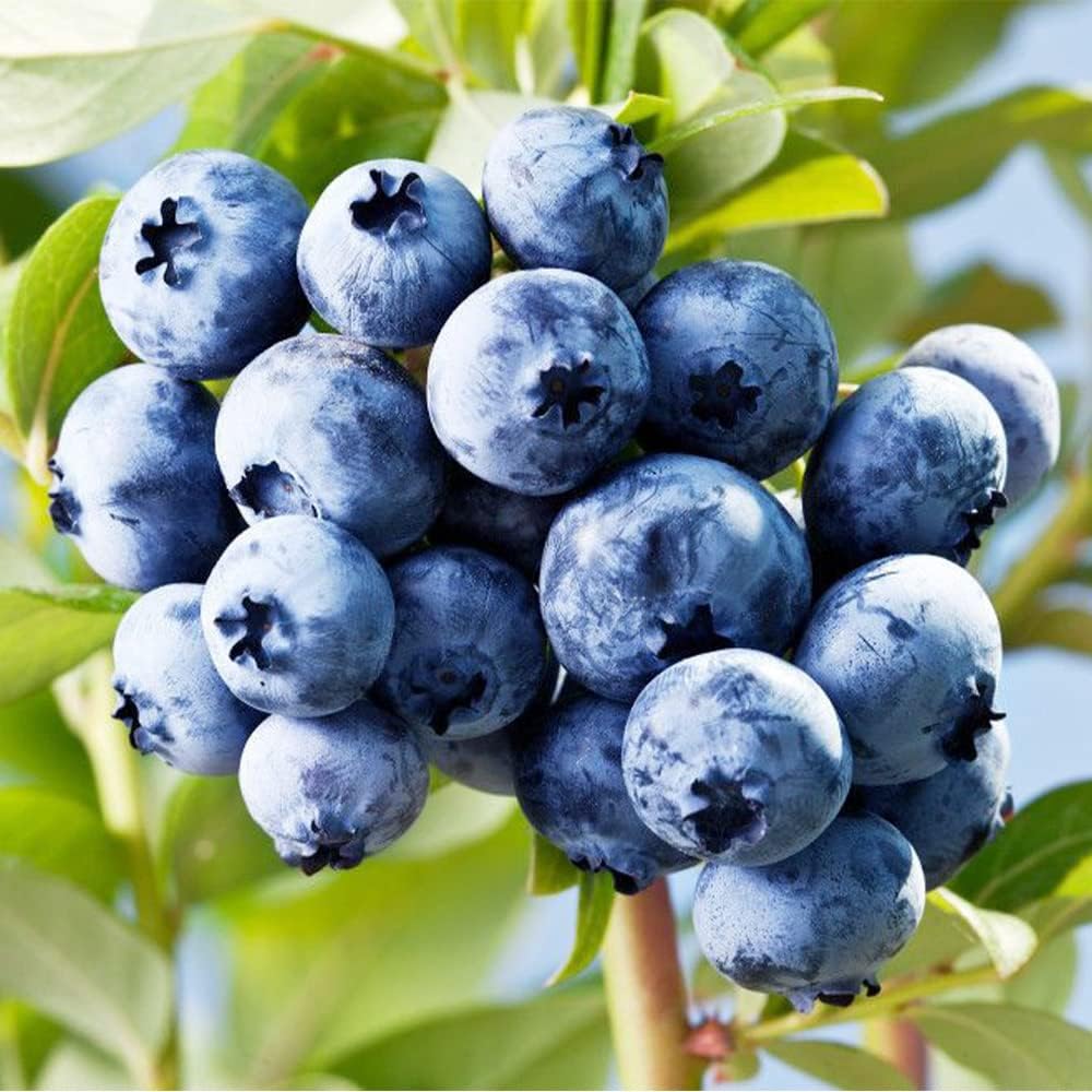 Giant Blueberry Fruit Seeds for Planting - Larger and Sweeter Berries for Berry Lovers, Heirloom Seeds