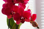 Butterfly Orchid Seeds for Planting - NON GMO Seeds Dhara Seeds