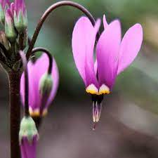 Dodecatheon amethystinum Amethyst Shooting Star flower seeds for wild gardens