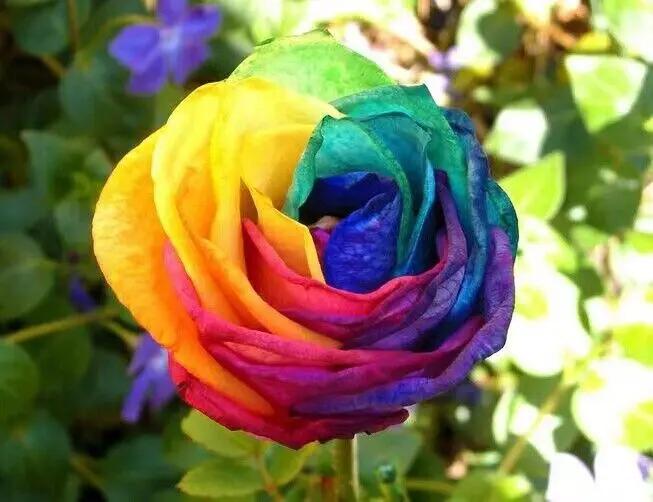 Multicolor Rose Plant Seeds for Garden - Heirloom Non-GMO Seeds for Planting and Growing Dhara Seeds