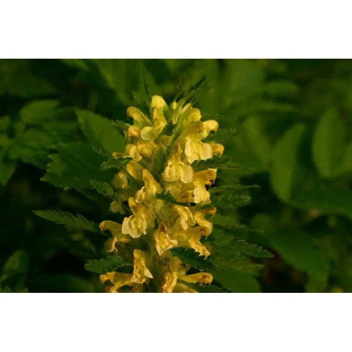 Yellow Pedicularis Lanceolata Flower Seeds for Planting - 100